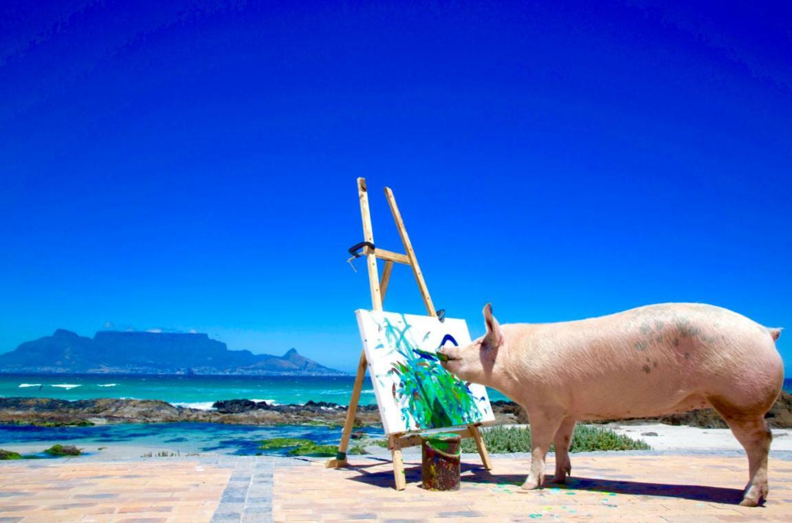 Inspiring Farm Sanctuary And Famous Painting Pig Hotel Franschhoek Esterno foto